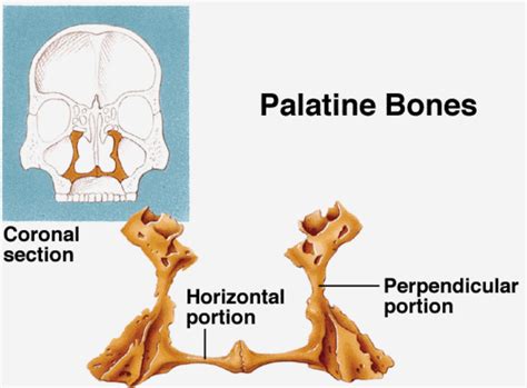 Palatine Bone Diagram | Quizlet