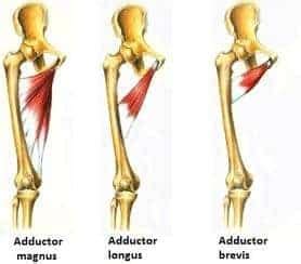 Adductor Strain? 8 Do’s and Don’ts to Heal FAST | Precision Movement