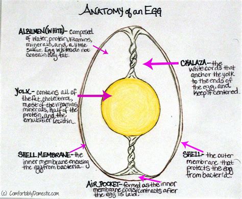 All About Eggs: Binding Stuff and Creamy Fluff - Comfortably Domestic