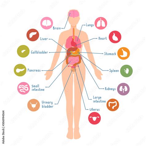 Diagram Body Internal Organs