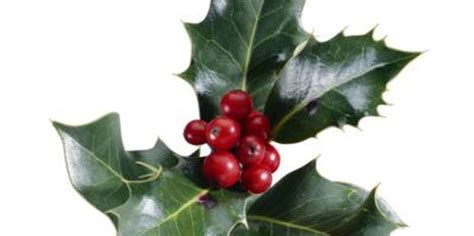 Types of Holly Leaves