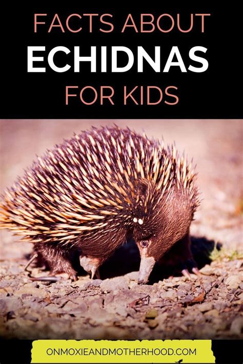 If your kids don't love echidnas already, they will after they read ...