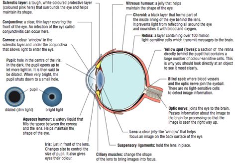 Draw a labeled diagram of human eye Write the functions of Cornea, Iris ...