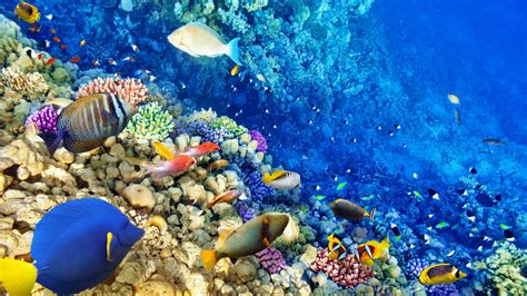 Underwater Coral Reef Wallpaper (61+ images)