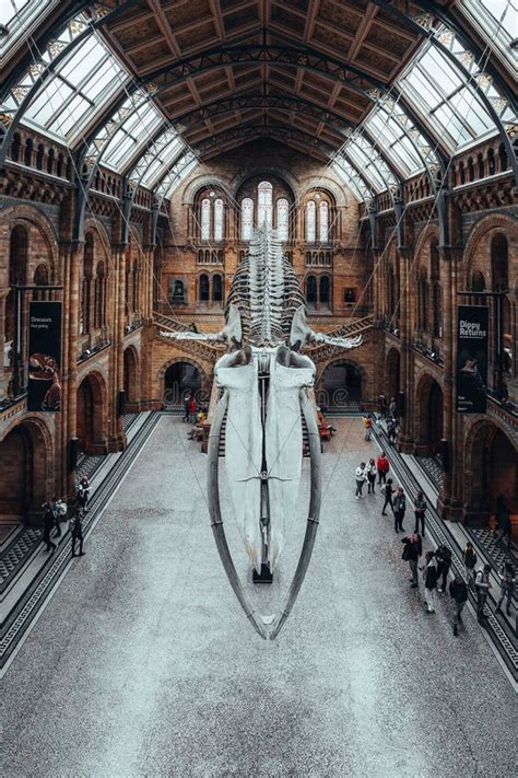 Dinosaur Skeleton in Natural History Museum in London United Kingdom ...