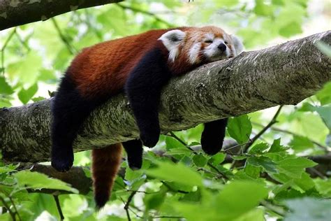 40 Adorable red panda pictures (40 pics) | Amazing Creatures