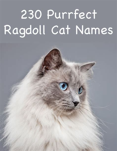 230 Ragdoll Cat Names | Ragdoll kitten, Girl cat names, Ragdoll cat