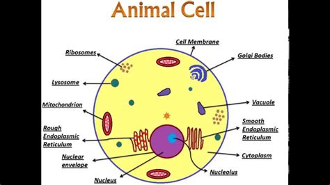 Animal Cell Organelles And Their Functions - Escons