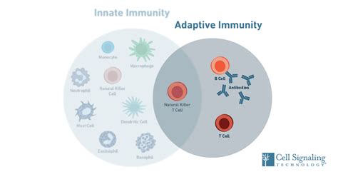 Immunology: How does the adaptive immune system work?