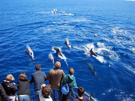 Whale watching in the Azores | Responsible Travel