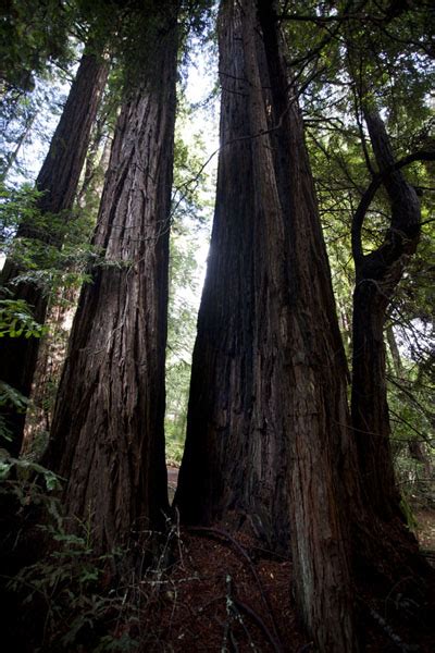 Looking up tall redwood trees at Muir Woods | Muir Woods National ...