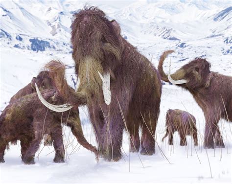 The last woolly mammoths on Earth had disastrous DNA | Live Science