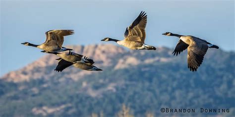 Sound of migrating geese overhead sure sign autumn is in the air