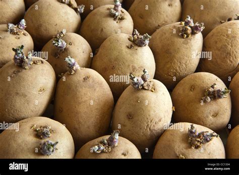 Seed potatoes being chitted and starting to shoot Stock Photo - Alamy