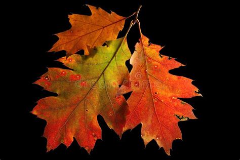 Red Oak Leaves Autumn or Fall Colors Stock Photo - Image of cycle ...