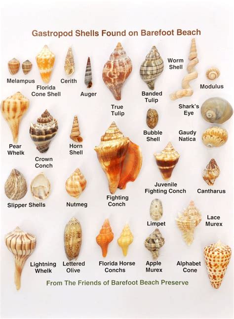 Shells on Barefoot Beach Preserve | Sea shells, Shells, Barefoot beach