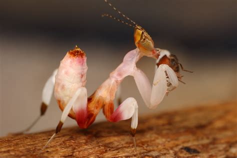 Introducing: The Orchid Mantis - Gallery | eBaum's World