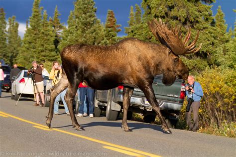 Bull Moose Denali National Park, Alaska. Ron Niebrugge Photo - DaftSex HD