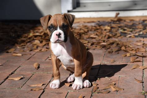 Whats The Oldest Living Boxer Dog