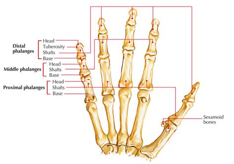 Bones of the Hand Anatomy – Earth's Lab