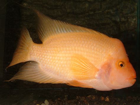 RED DEVIL CICHLID COLORED select - Bluegrassaquatics.com