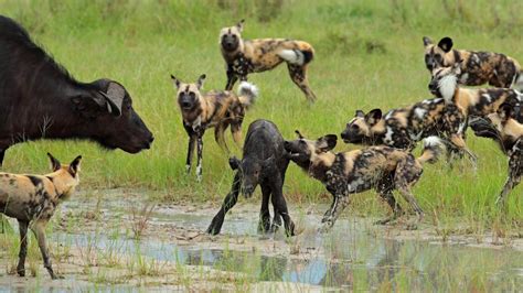 African wild dog hunting Buffalo calf, Moremi Game Reserve, Botswana ...