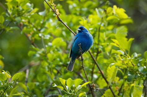 Feather Tailed Stories: Indigo Bunting