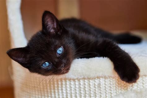 Black Cats With Blue Eyes: History, Genetics, Pictures & FAQs