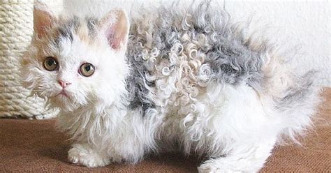 'Poodle Cats', Curly-Coated Cuties