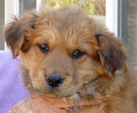 German Shepherd Golden Retriever Mix Puppies For Sale | 1001doggy.com