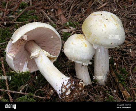 Wood mushroom (Agaricus silvicola Stock Photo - Alamy