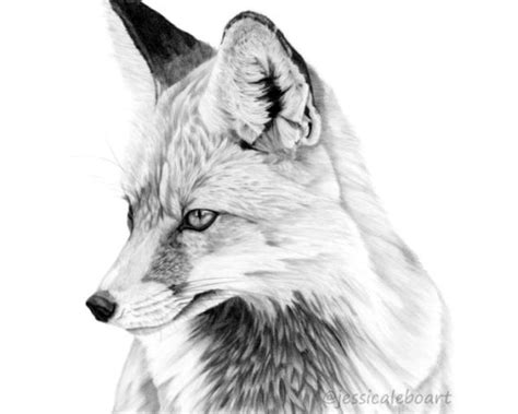 Graphite Drawings | Fox drawing sketches, Graphite drawings, Fox drawing