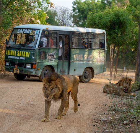 Lion Safari - SV ZOO - Tirupati Zoo