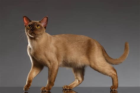 Burmese Cat Breed Profile - Cat-World