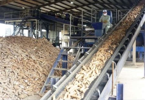 Cassava Processing Factory in Rivers Begins Operations Next Month ...