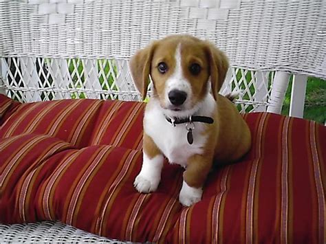 Beagi (Corgi-Beagle Mix) Info, Temperament, Puppies, Pictures, Video