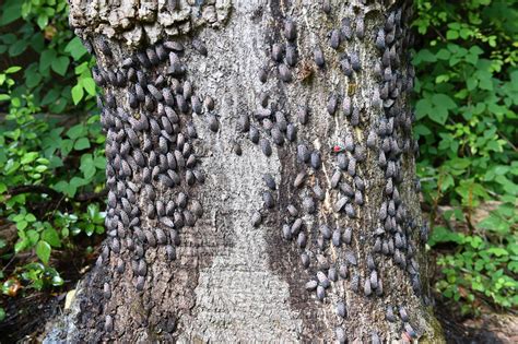 Spotted lanternflies: Our war on the invasive species is out of control ...