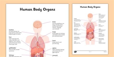 Organ Map | Diagram of Human Body Internal Organs Functions