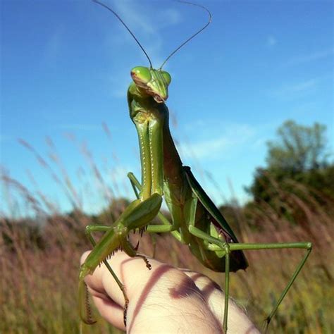 How to Care for a Pet Praying Mantis - PetHelpful