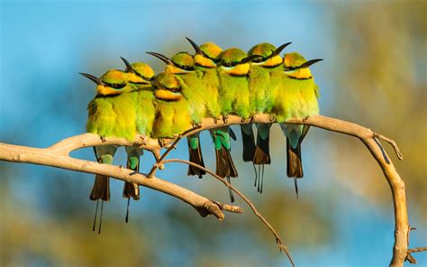 Birds of Australia Steal the Spotlight in Inaugural Photo Contest