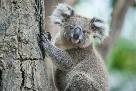 10 of the Most Endangered Species in Australia in 2024 | Earth.Org