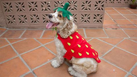 19 Adorable DIY Dog Costumes for Halloween