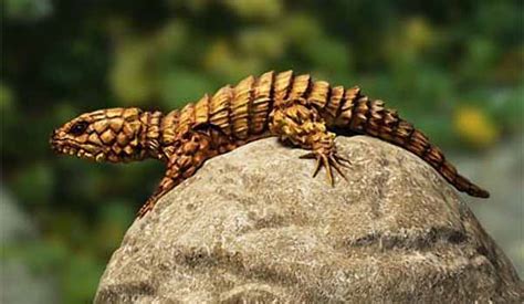 Armadillo Lizard Facts and Pictures