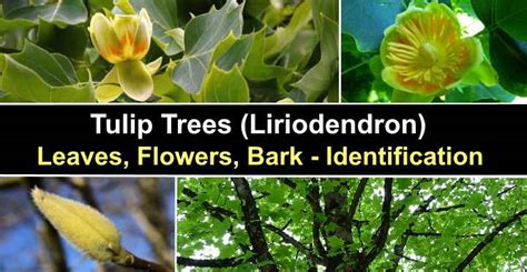 Tulip Trees (Liriodendron): Types, Leaves, Flowers, Bark (Pictures)