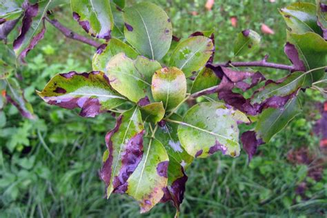 Pear Tree Diseases » Tips on Identification & Control