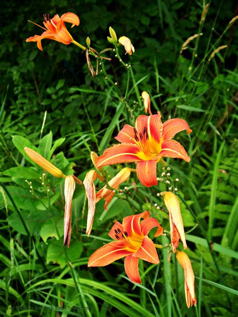 Tiger Lily Wildflower Bouquet | In mid-summer the back roads… | Flickr