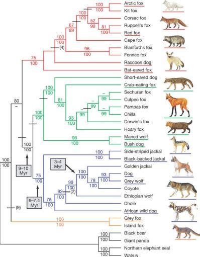 21 Ancient Dog Breeds: Dawn of Time Doggos!