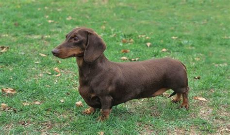 Pugnaces Britanniae vs Dachshund - Breed Comparison