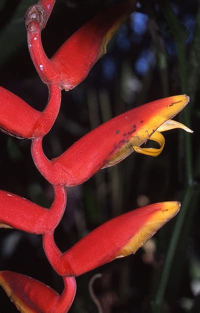 Heliconia flower - Amazon rainforest | Flower of the Helicon… | Flickr ...