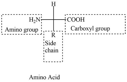 Which amino acids contain carboxylic acid as a functional group in ...